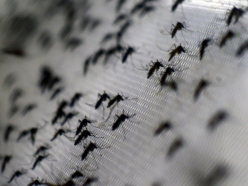 Kabare : Une invasion de moustiques menace la santé à Lomera