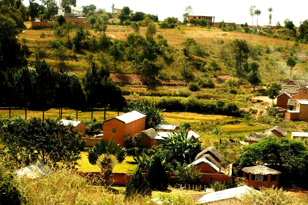 L&rsquo;Essentiel Vert/Sud-Kivu : À quoi servent vraiment les arbres dans nos villages ?