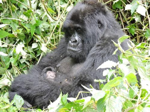 Virunga : Naissance de jumeaux gorilles de montagne