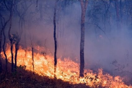 Kabare : un feu de brousse ravage un reboisement communautaire