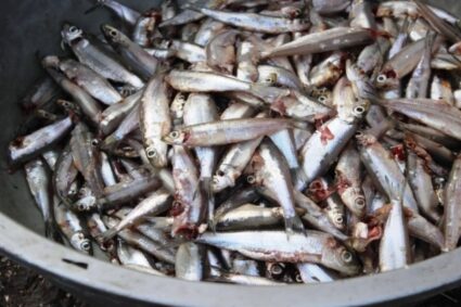 Lac Kivu : le sambaza se fait rare à Bukavu