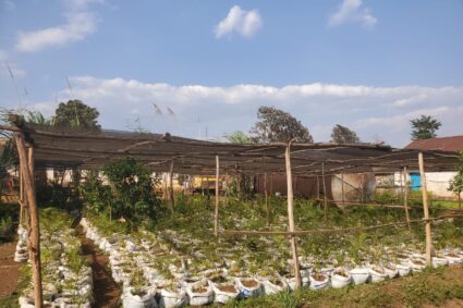 Bukavu : la Briquette du Kivu ouvre officiellement sa pépinière à Panzi