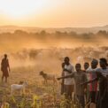 Un groupe d'hommes se tient dans un champ dévasté par des troupeaux de bétail en arrière-plan, avec un panneau en bois au premier plan portant une inscription sur les dégâts agricoles.