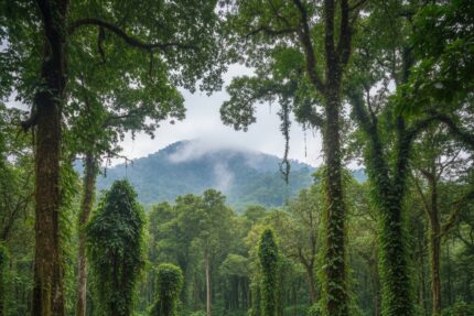 Une vue encadrée par des arbres tropicaux mène à une montagne embrumée au loin.