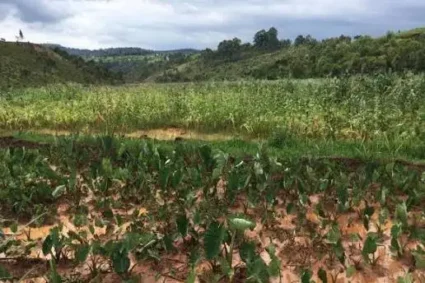Kabare : le manque de pluie inquiète les agriculteurs de Bushumba